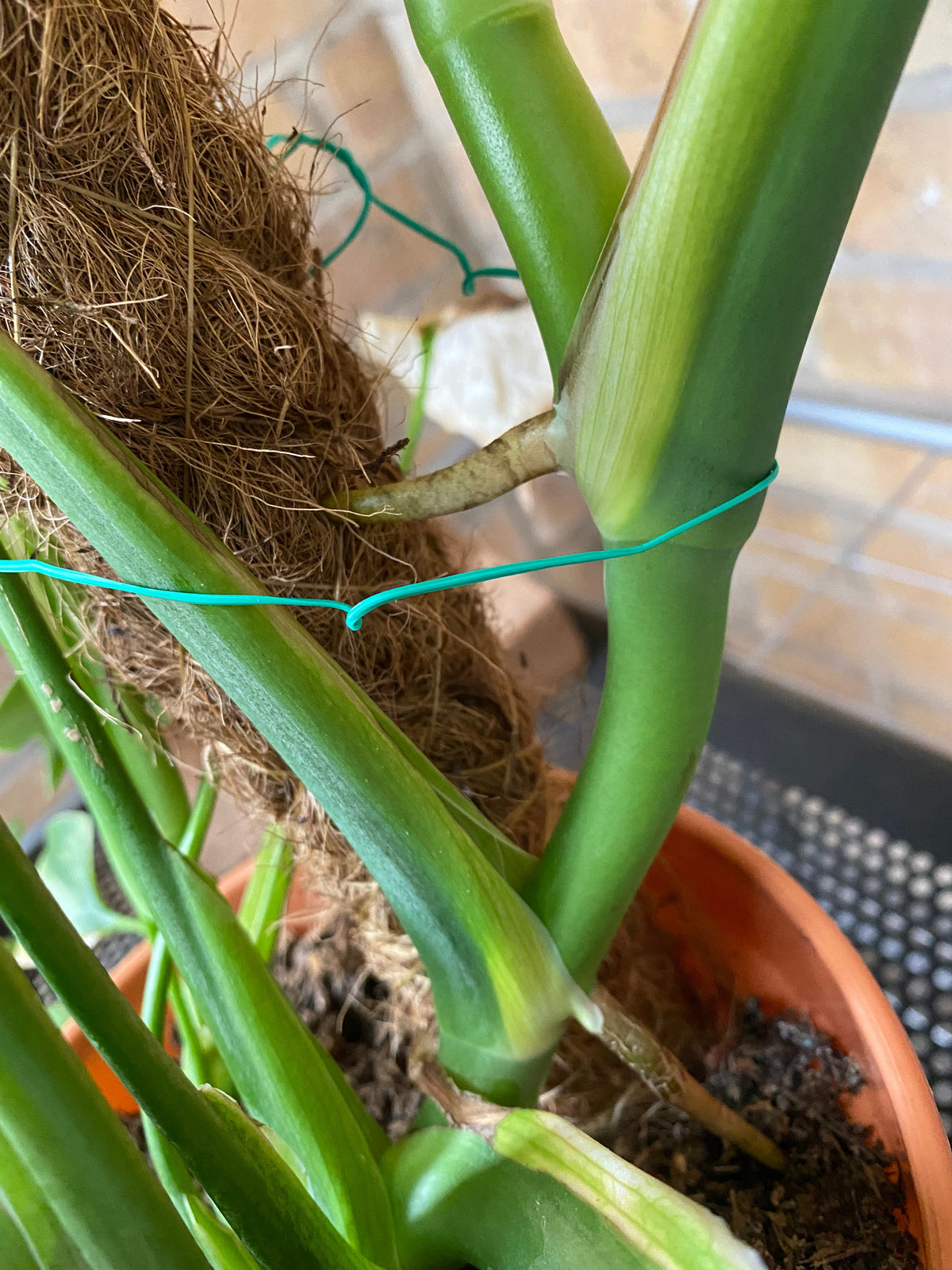 Monstera Moss Poles: How to Use One (And When Your Plant Actually Needs It)
