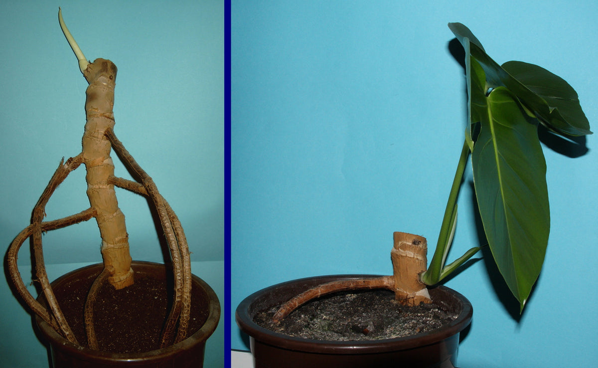 How to Propagate Monstera (Water and Soil, Step by Step)