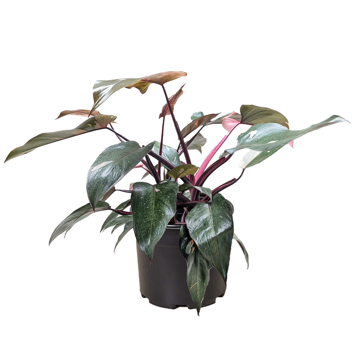 Pink Princess Philodendron Care: Light, Water, Variegation & Problems