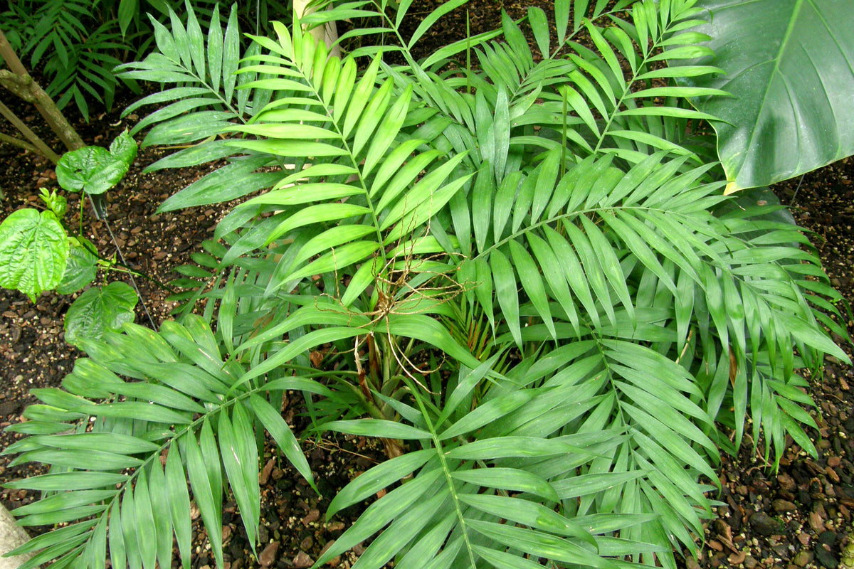 Non-Toxic Indoor Plants for Cats and Dogs (ASPCA Database)