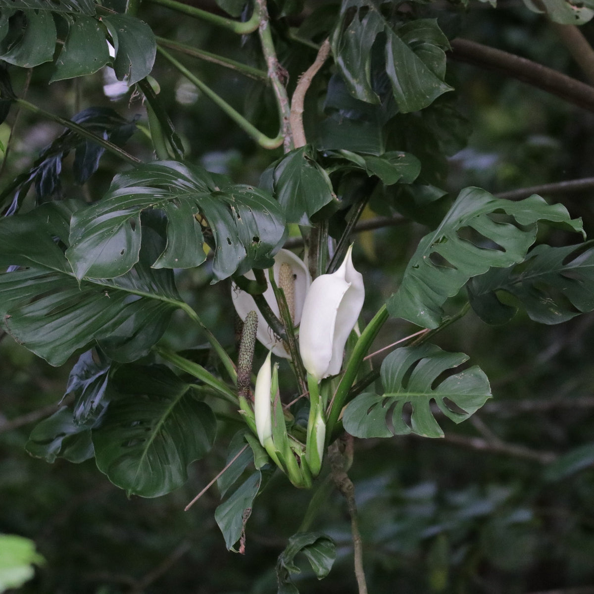 Monstera Adansonii Care Guide (Swiss Cheese Vine, Light to Propagation)