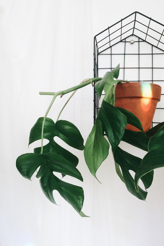 Mini Monstera Care Guide (Rhaphidophora tetrasperma)