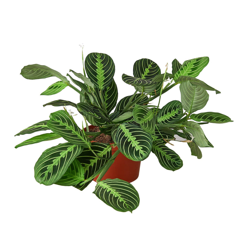 Prayer Plant Care: Light, Water, Yellow Leaves & Propagation