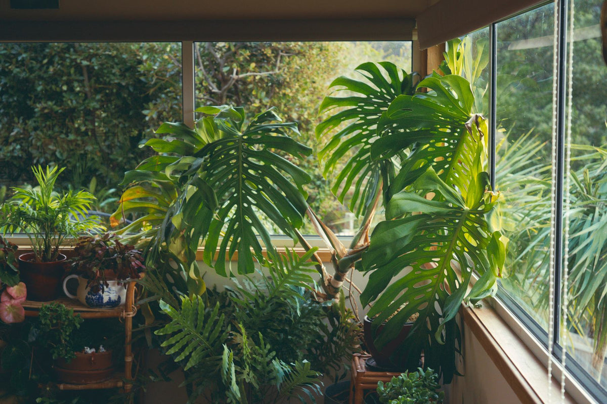 Monstera Varieties: 12 Types from Deliciosa to Thai Constellation