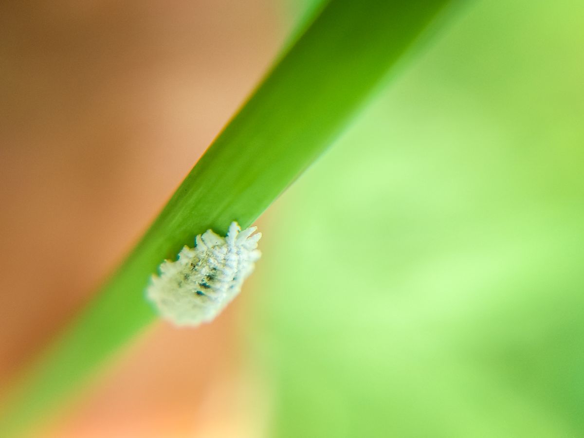 Fungus Gnats, Mealybugs, Spider Mites, and Scale: How to Confirm and Treat Each One