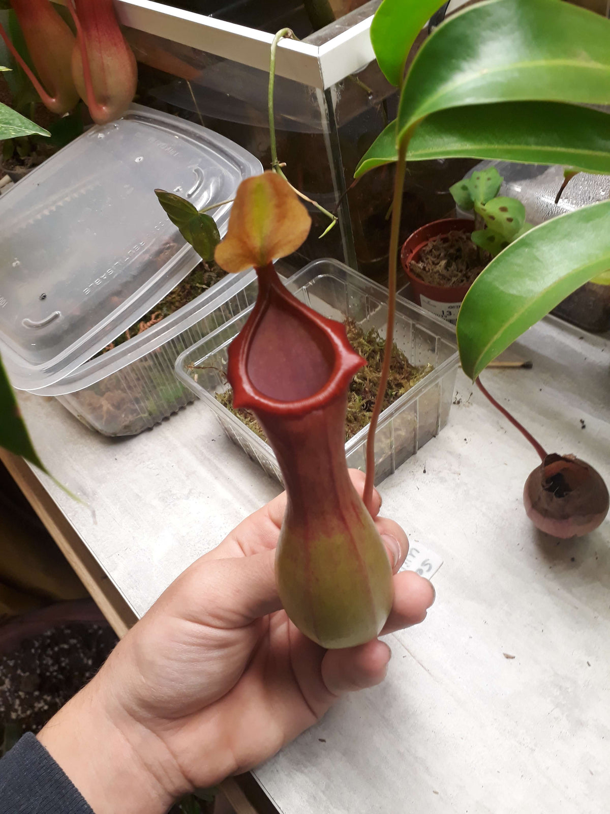 Nepenthes Pitcher Plant Care: Light, Water, Humidity & Pitcher Problems
