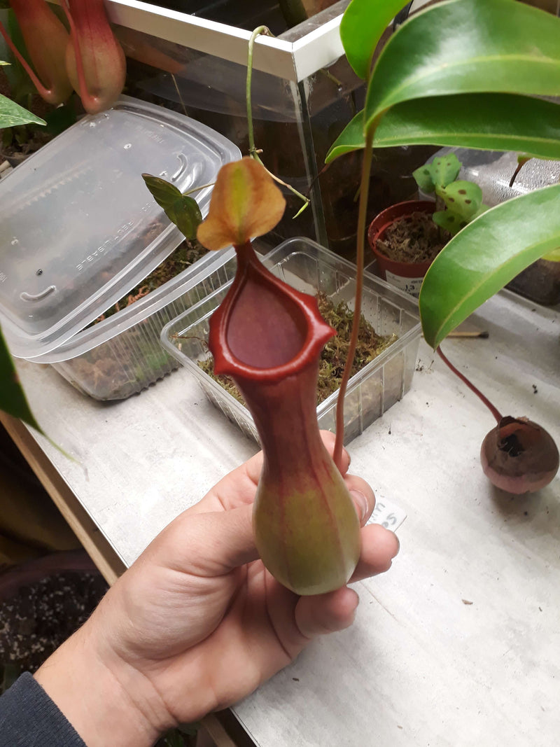 Nepenthes Pitcher Plant Care: Light, Water, Humidity & Pitcher Problems