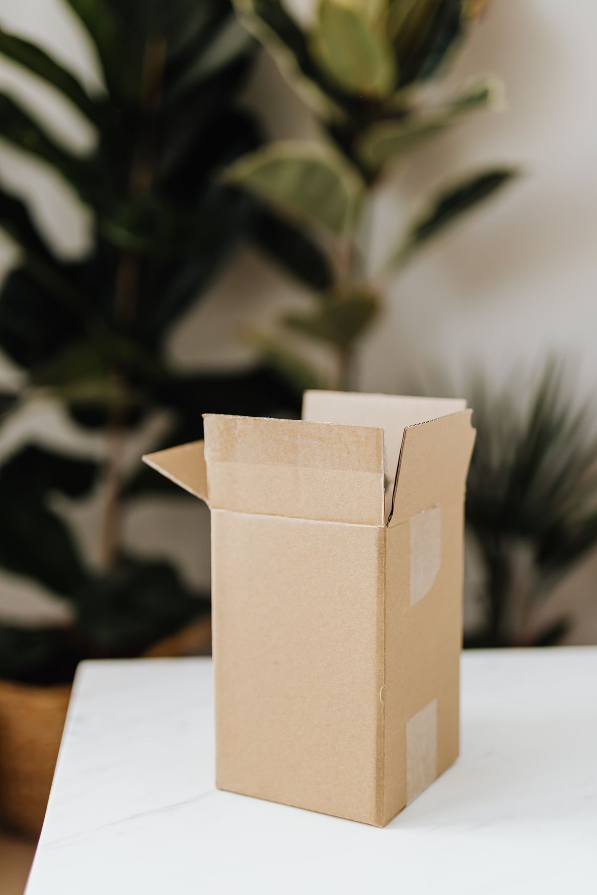 Your Plant Just Arrived: The First 48 Hours, Step by Step
