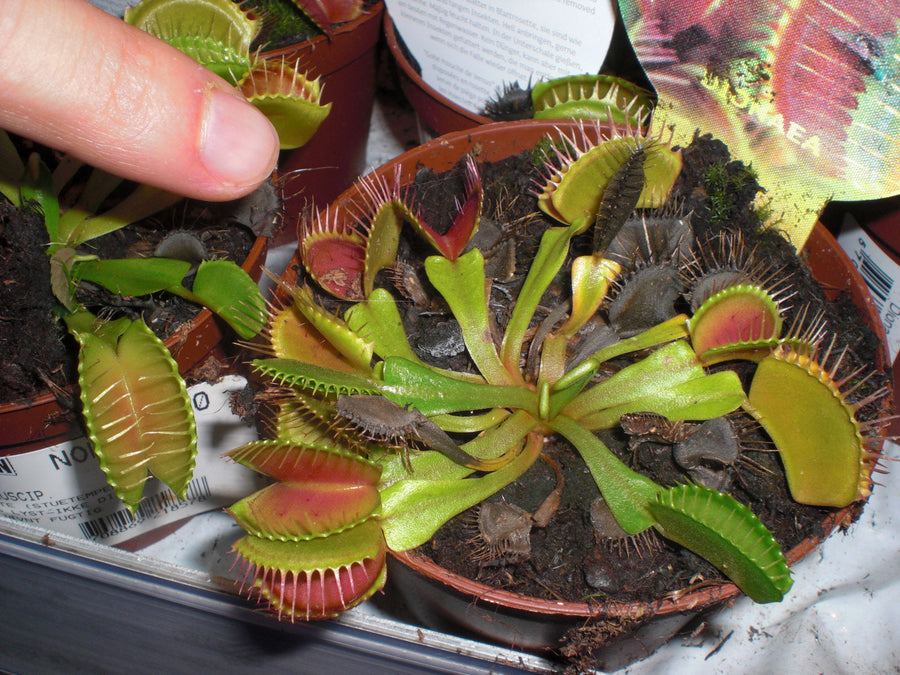 Venus Fly Trap (Dionaea muscipula) specimen