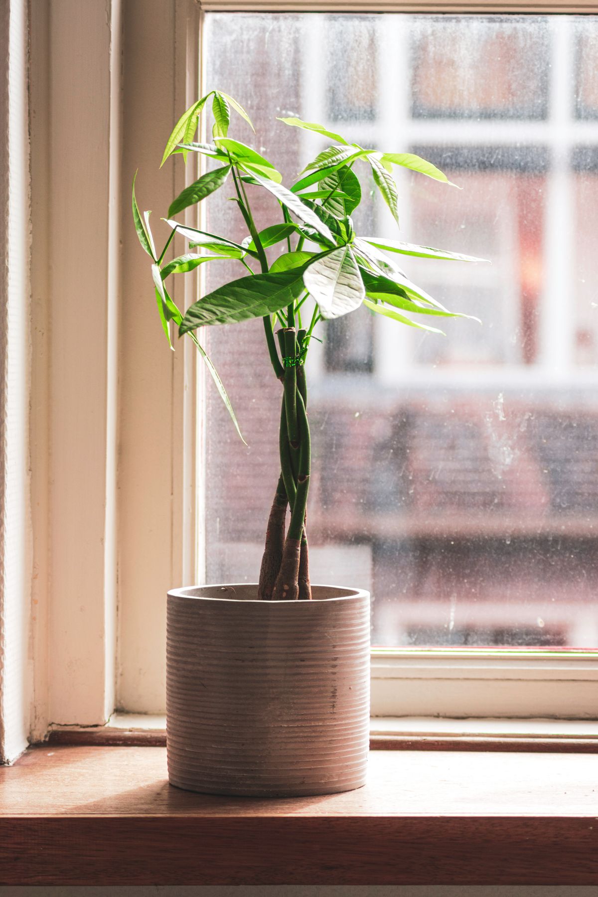 Seasonal Houseplant Care: Spring, Summer, Fall, and Winter