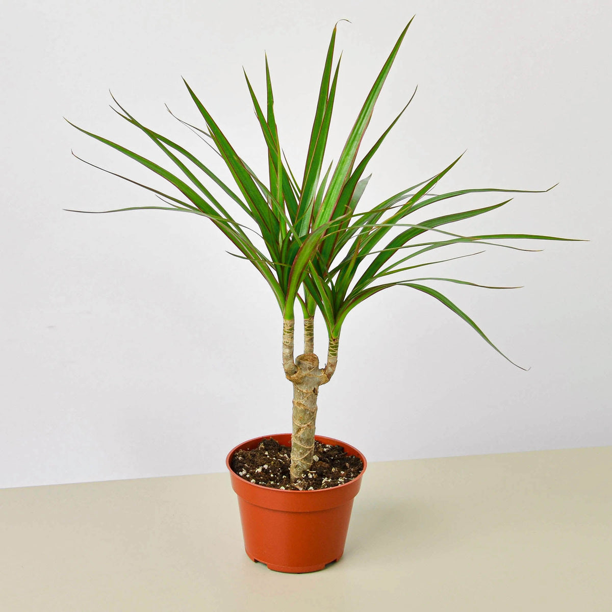 Dracaena Marginata Cane in 4 inch nursery grow pot on neutral background