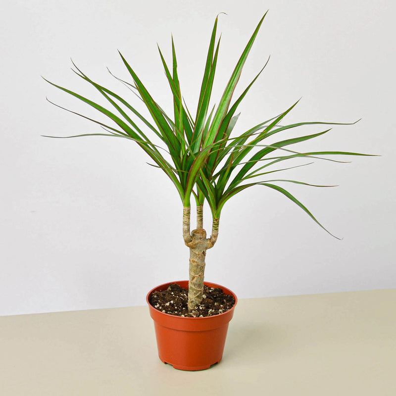 Dracaena Marginata Cane (Dracaena marginata)