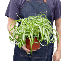 Spider Plant Bonnie top down canopy view