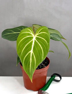 Philodendron Gloriosum velvet heart foliage in nursery pot