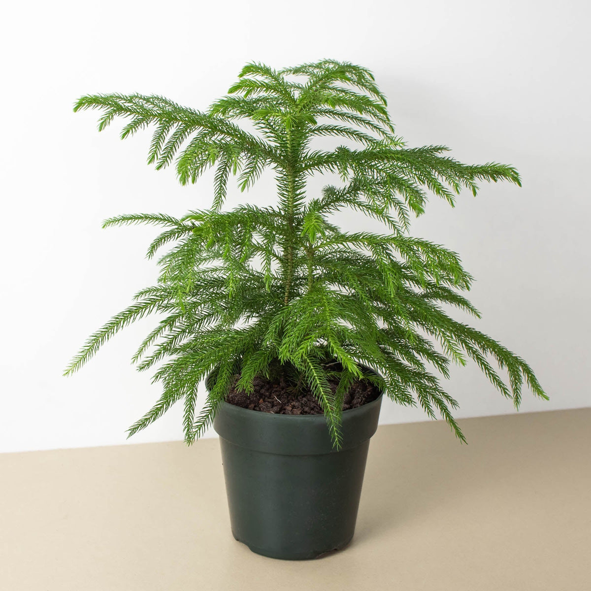 Norfolk Island Pine (4") - Studio Packshot on White Background