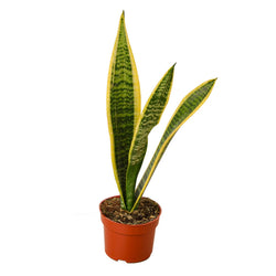 Snake Plant Laurentii in 4 inch nursery pot
