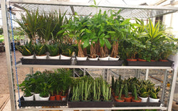 Greenhouse shelves of houseplants ready for monthly boxes