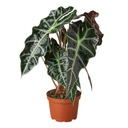 Alocasia 'Polly' African Mask Plant photo 1
