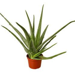 Aloe Vera Plant in 6 inch nursery pot