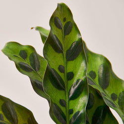 Rattlesnake Plant patterned foliage detail
