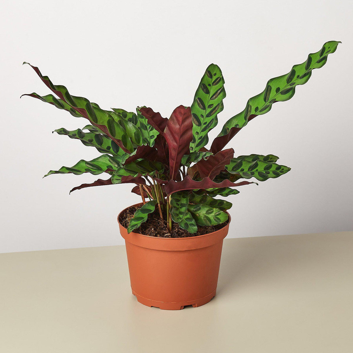 Rattlesnake Plant (Goeppertia insignis) in nursery grow pot on white background