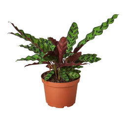 Rattlesnake Plant in 6 inch nursery pot