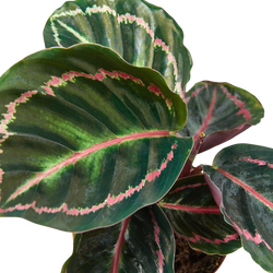 Calathea Dottie in 4 inch nursery pot