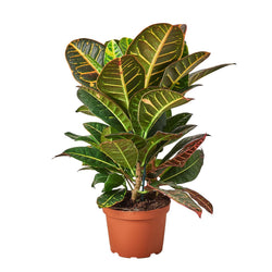 Croton Petra in 6 inch nursery pot