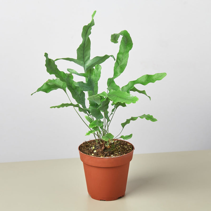 Blue Star Fern (4")