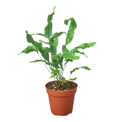 Blue Star Fern in 4 inch nursery pot