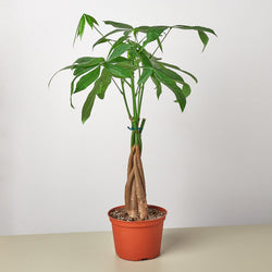 Money Tree in 4 inch nursery pot