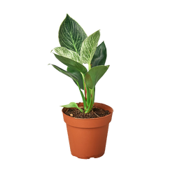 Philodendron Birkin in 4 inch nursery pot
