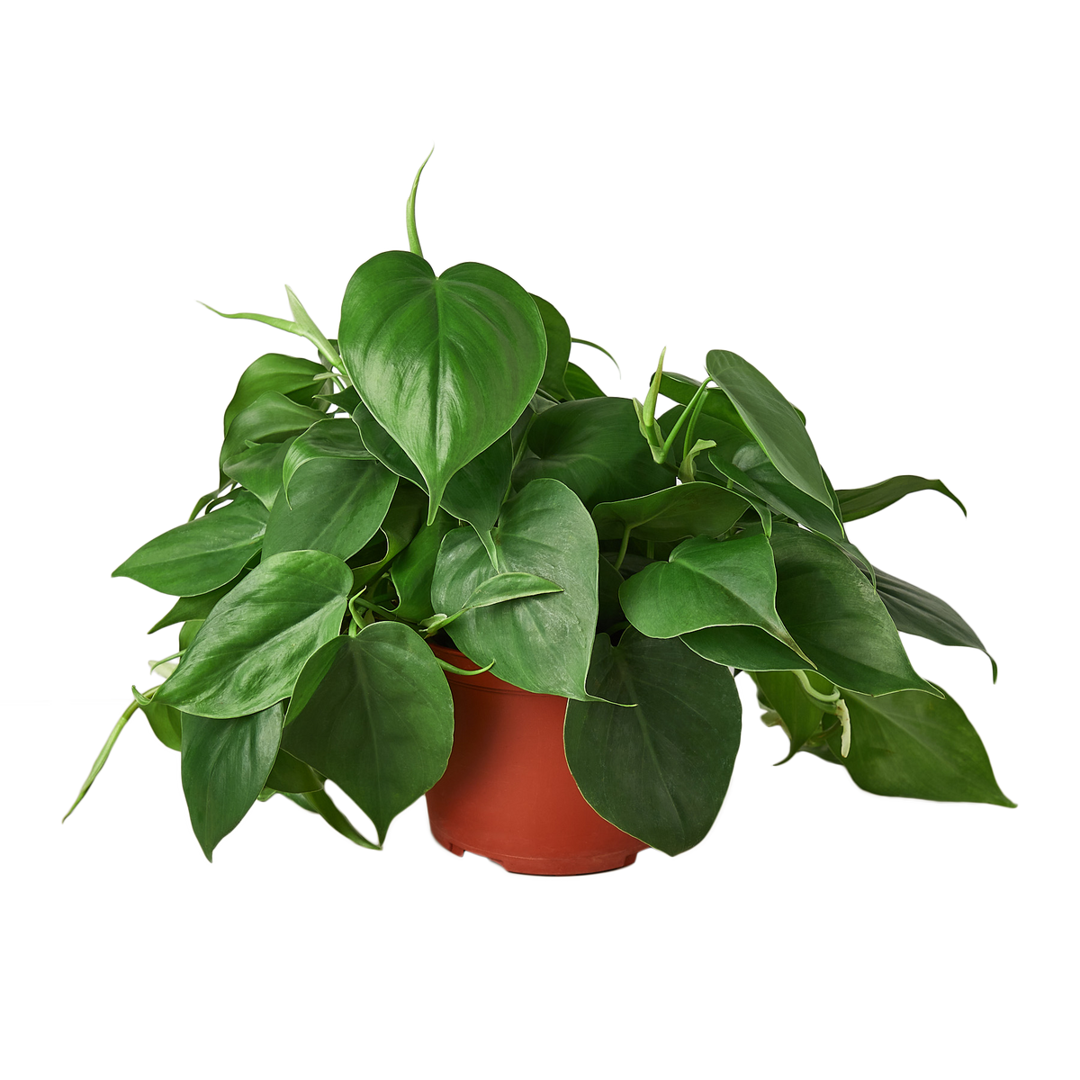 Heartleaf Philodendron in 4 inch nursery pot