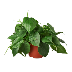 Heartleaf Philodendron in 4 inch nursery pot