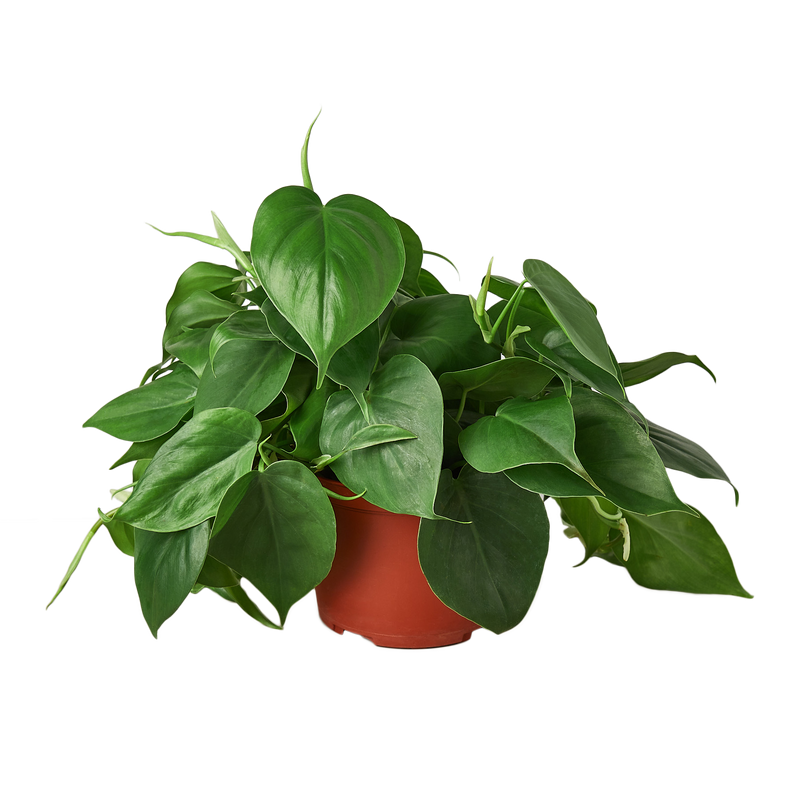Heartleaf Philodendron (Philodendron hederaceum)