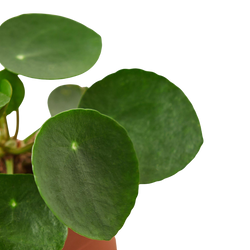 Pilea Peperomioides in nursery grow pot on white background