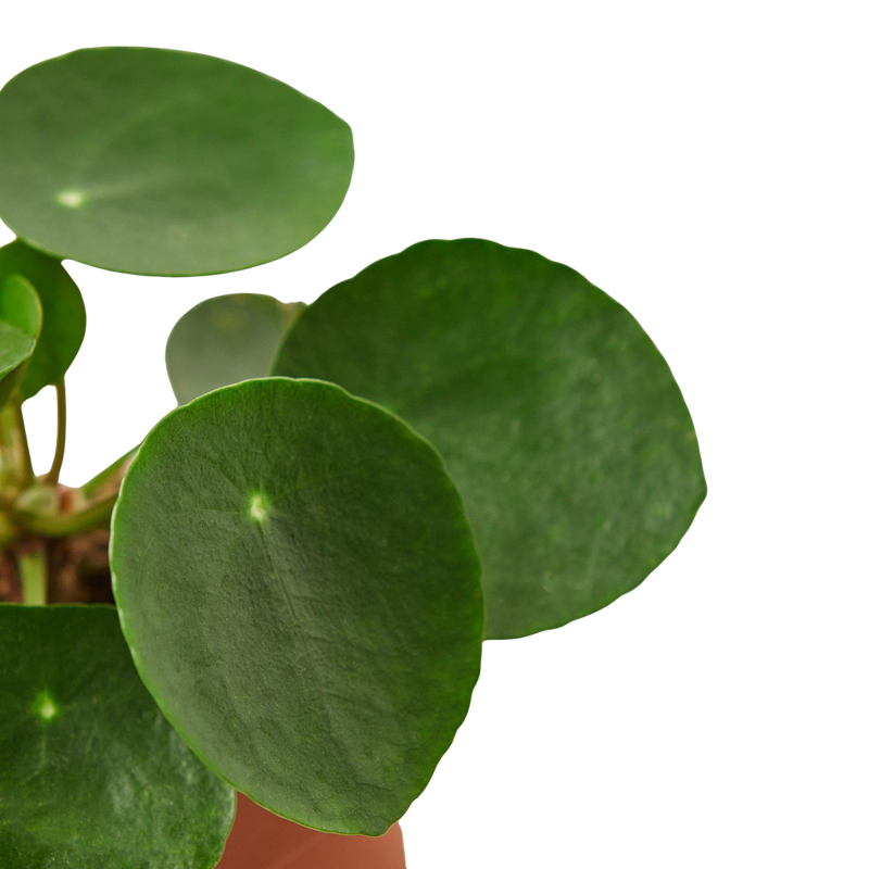 Pilea Peperomioides (Chinese Money Plant)