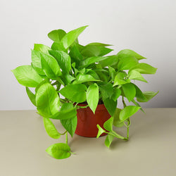 Neon Pothos in 4 inch nursery pot