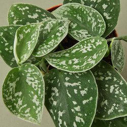 Satin Pothos silver speckle leaf detail close-up