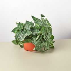 Satin Pothos in 4 inch nursery pot