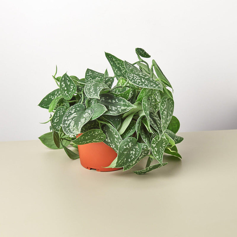 Satin Pothos (Scindapsus pictus)