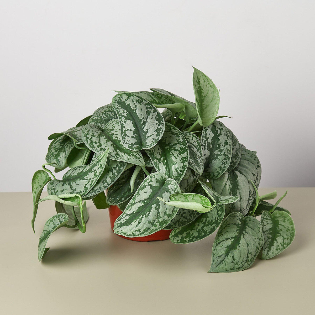 Scindapsus Pictus Exotica in 4 inch nursery pot