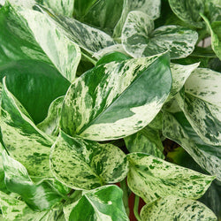 Marble Queen Pothos leaf pattern detail
