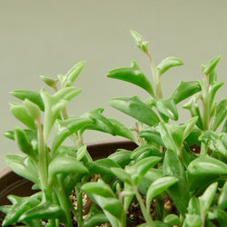 String of Dolphins (Senecio peregrinus) close-up of dolphin-shaped leaves