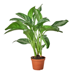 Chinese Evergreen 'Silver Bay'
