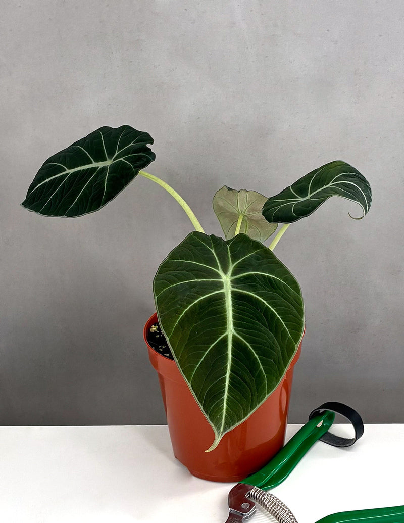 Alocasia 'Black Velvet' (Alocasia reginula)
