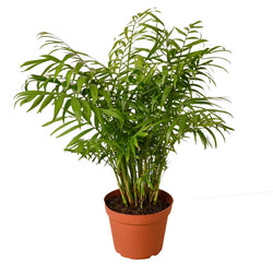 Parlor Palm in 4 inch nursery pot