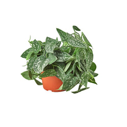 Satin Pothos in 6 inch nursery pot