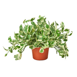 Pothos N'Joy in 6 inch nursery pot