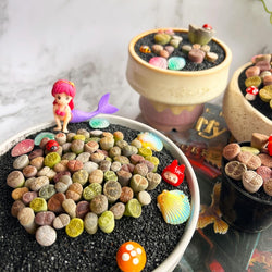 Boutique Small Lithops Random DIY Mix Rare Live Plants